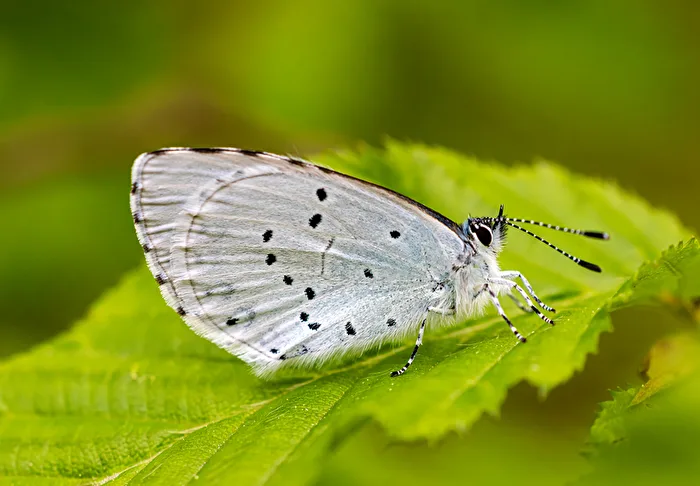 Buckthorn Blue