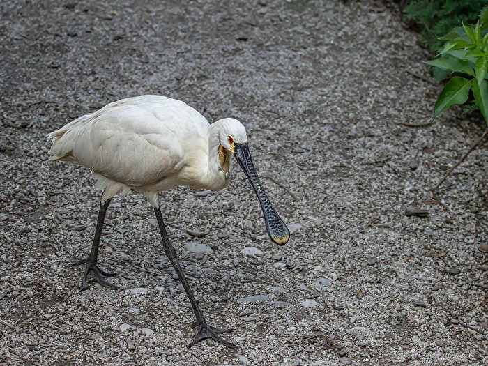 young spoonbill running free