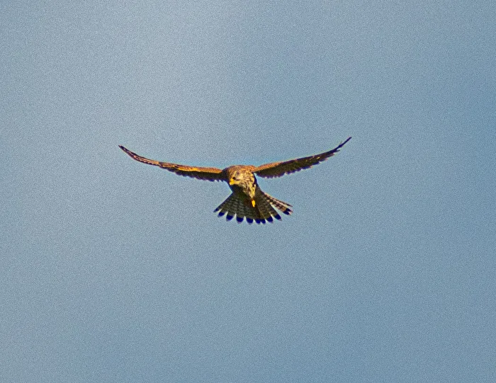 Falke auf Beutesuche