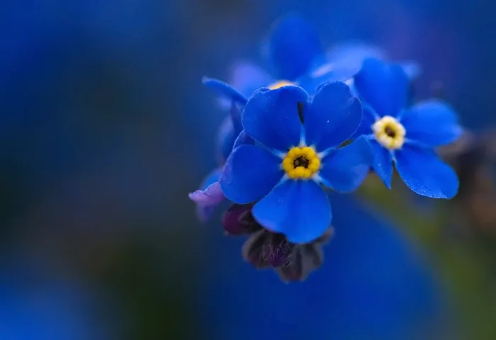 Forget-me-not.