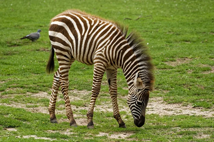Böhmzebra
