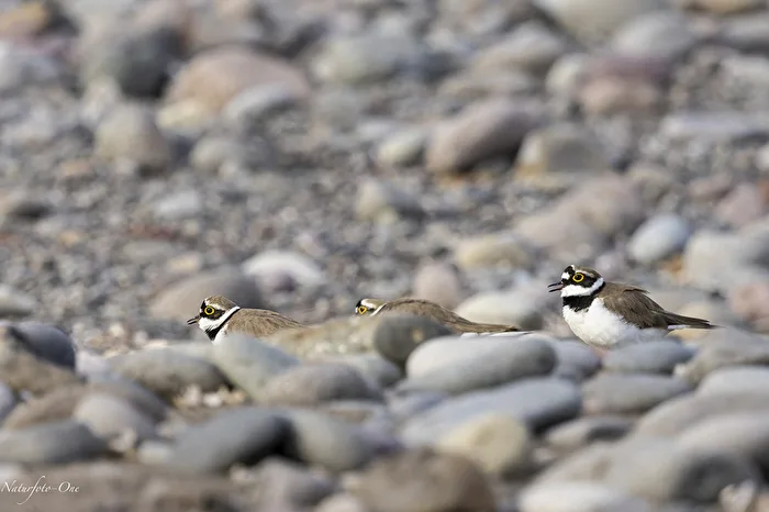 The Courtship