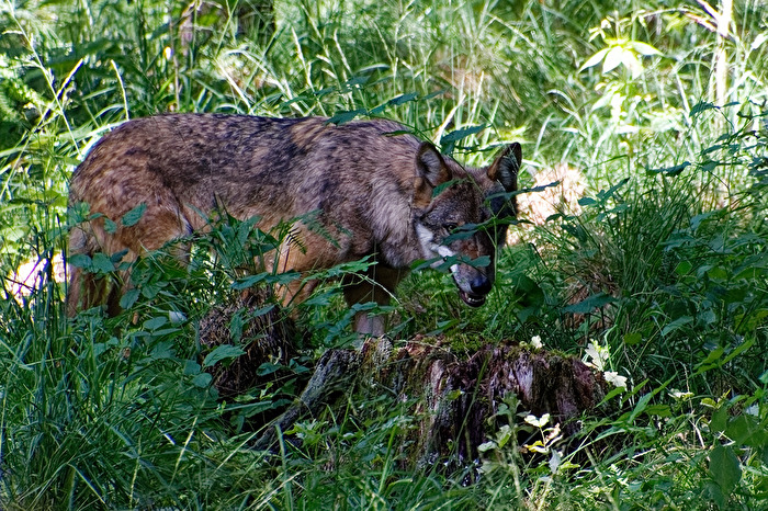 Wolf