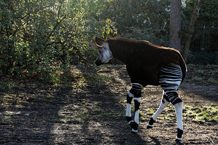Okapi