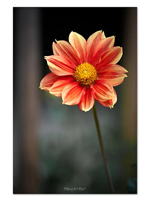 Dahlias