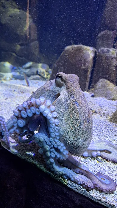 Octopus