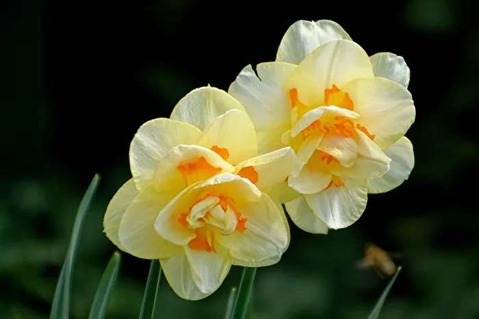 Blüten
