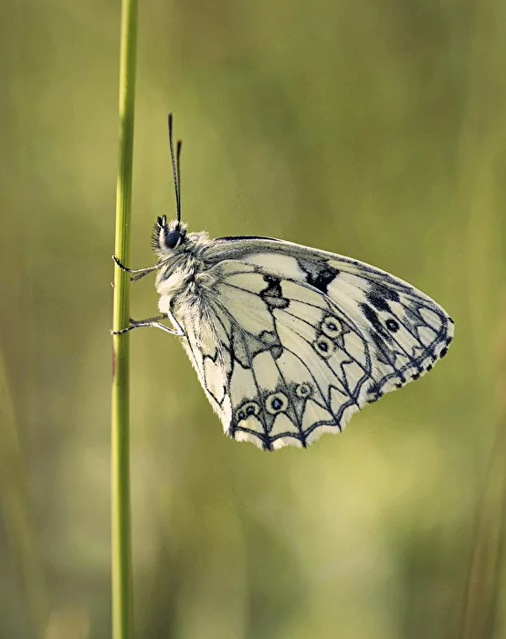 Checkerboard Butterfly