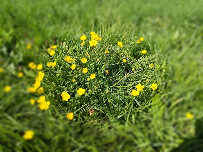 Blütenkreis