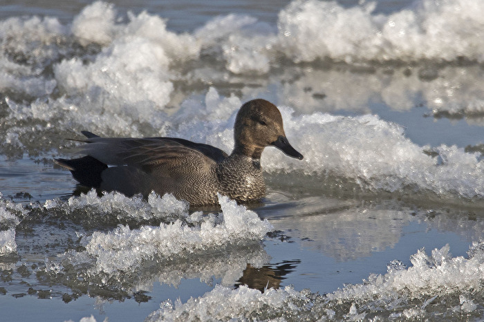 Stockente im Treibeis