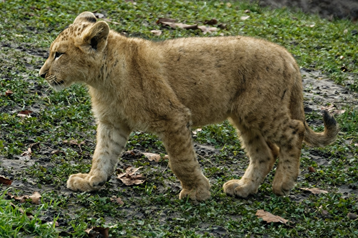junger Löwe