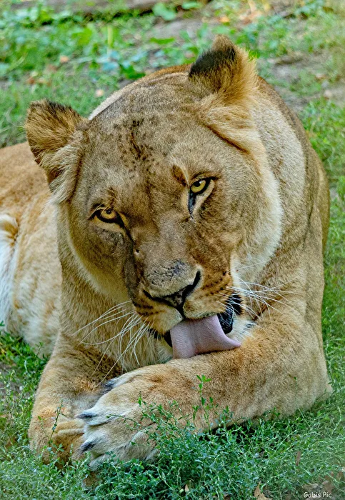 Lioness
