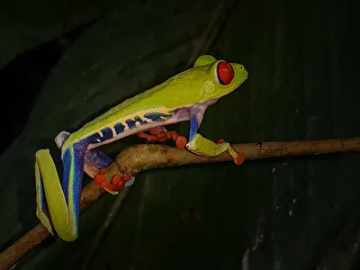 Rotaugenlaubfrosch