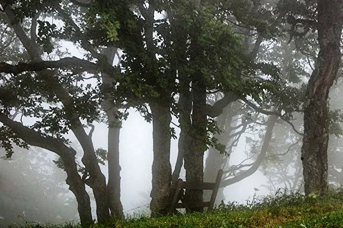 Fog Walk