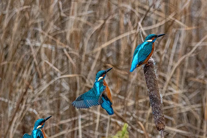 Kingfisher on the way to its favorite spot