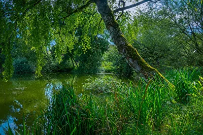 Dorfweiher in Unterbrunn, Bayern