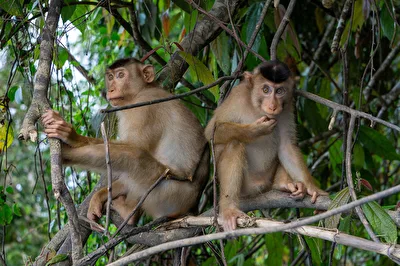 Affen in Borneo