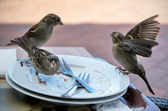 Vogelfütterung