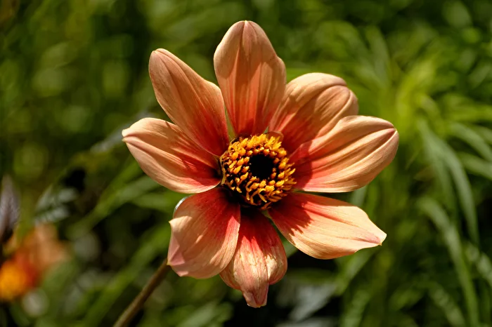 Blüte