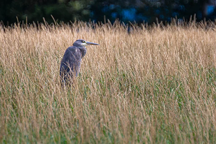 Grey Heron