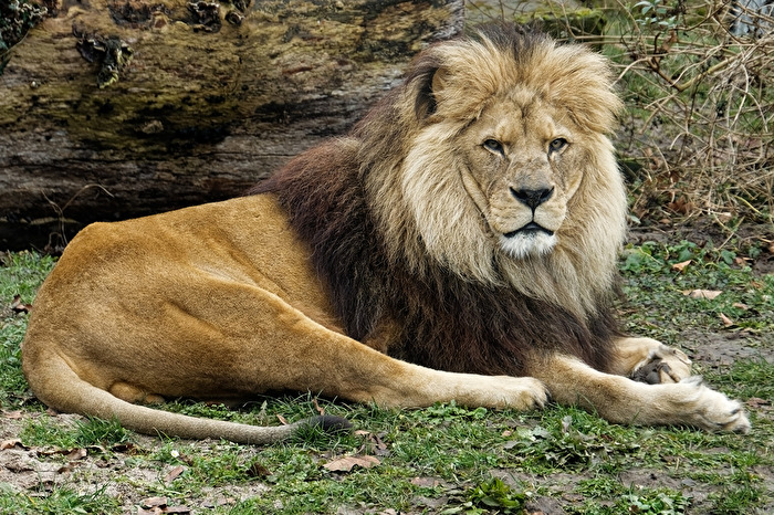 Löwe