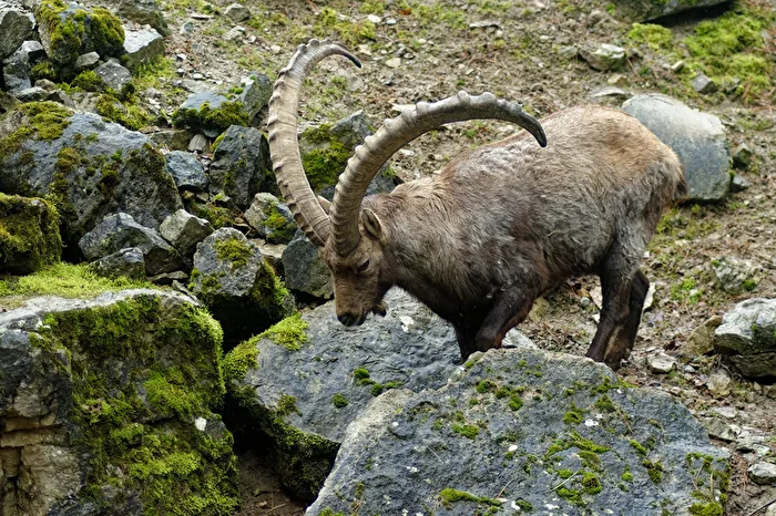 Alpine Ibex
