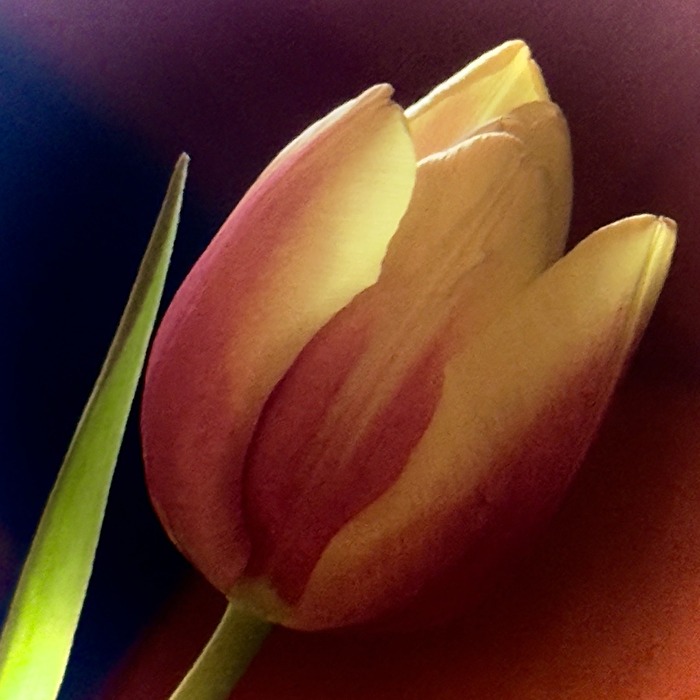 Die ersten Frühlingsboten