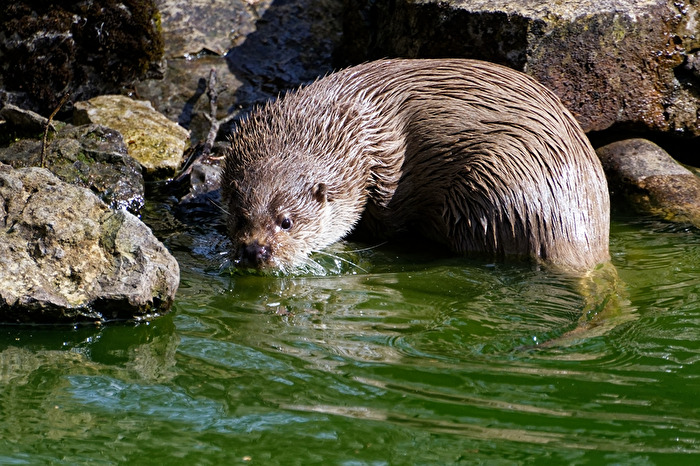 Fischotter