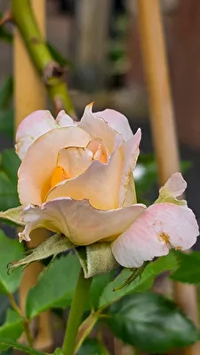 Zartrosa