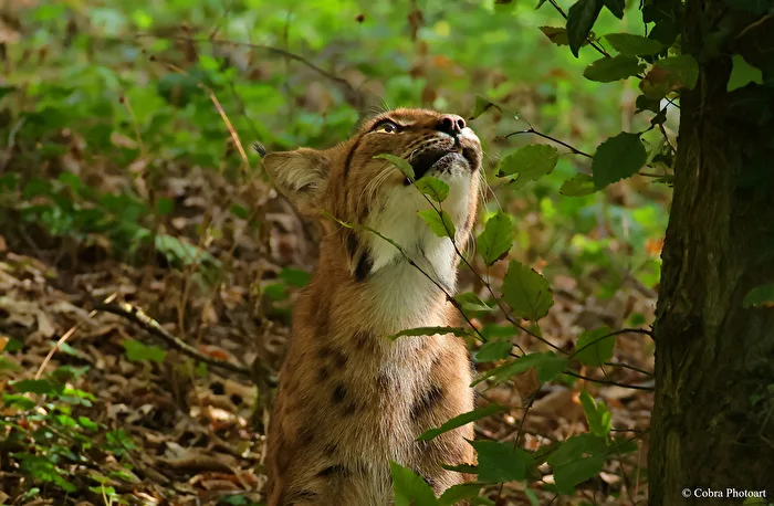 Lince
