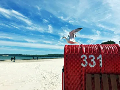 Strandkorb und Möwe