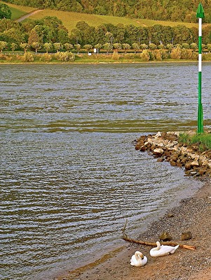 °grün~weiß~am~rhein.