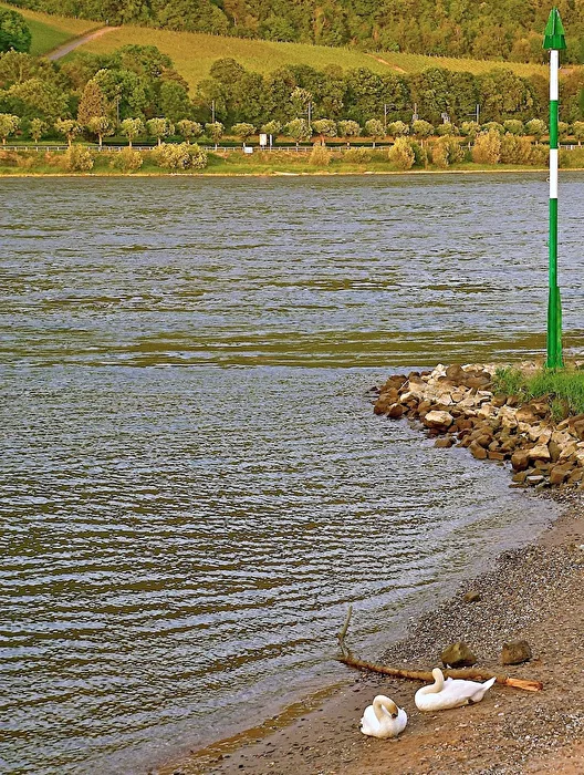 °green~white~on~the~Rhine.