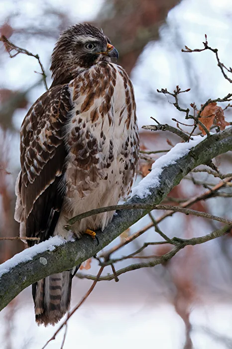 Common Buzzard