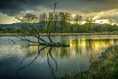 Der alte Baum im Henkerteich.