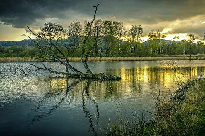 The old tree in Henkerteich.