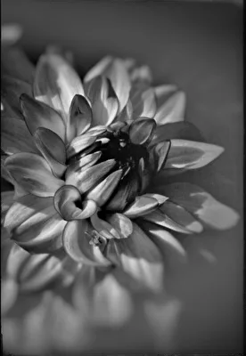 Dahlie