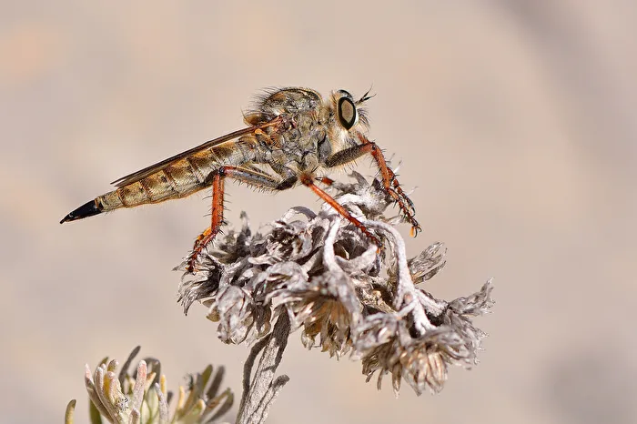 Bizarres Insekt - Raubfliege