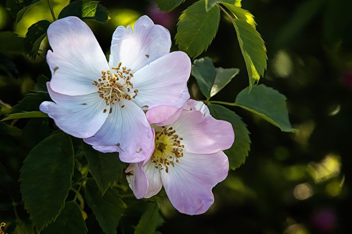Frühling