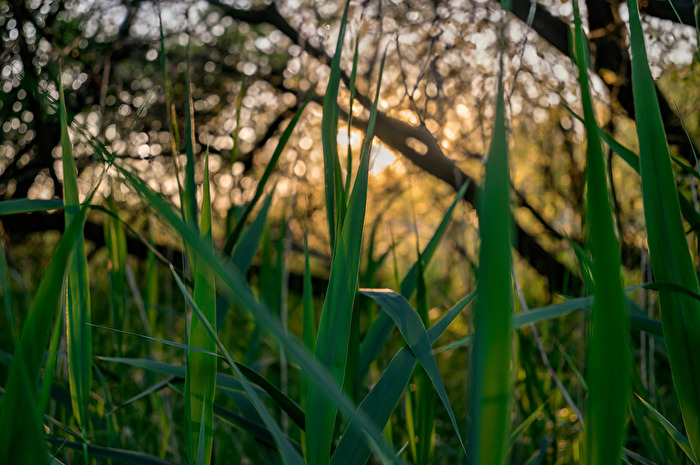 Einfach nur Natur
