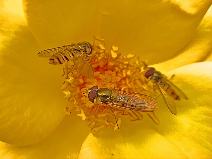 das Schwebfliegentrio