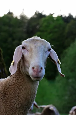Schaf