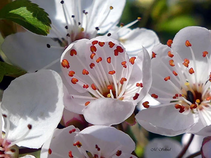 Harbinger of Spring