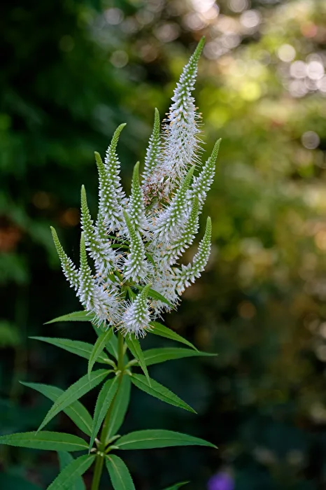 Blüten