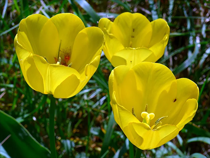 Tulpen