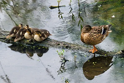Stockenenkinder