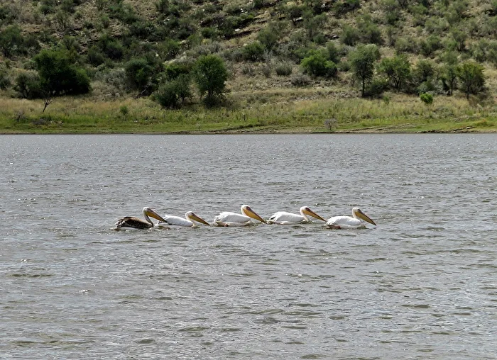 Pelikane