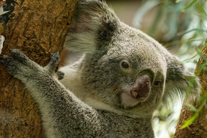 Koala