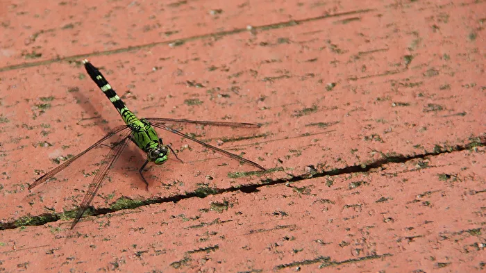Eastern Pondhawk