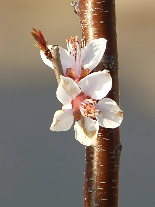 Mandelblüte II